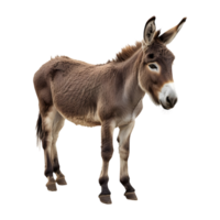 A donkey standing right side pose png