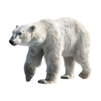 Polar bear walking on transparent background png
