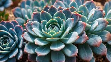Close Up of Sky Blue Succulent Rosettes in Garden photo