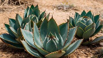 Trio of Agave Cactus in Desert Sunlight photo