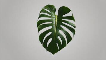 Single Monstera Leaf Isolated on Grey Background photo