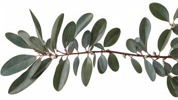 Elegant Eucalyptus Branch Isolated on White Background photo