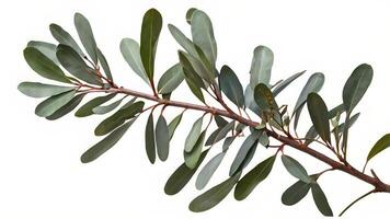 Eucalyptus Branch Isolated on White Background photo