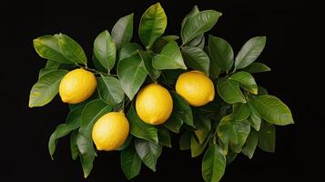 Lemons on a branch with green leaves against a black background photo