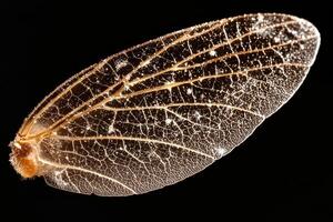 Close up of a delicate insect wing with intricate vein patterns photo