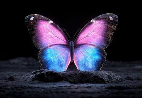 A beautiful butterfly with glowing wings rests on a rock photo