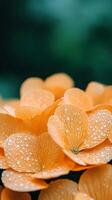 spring background with a close up of raindrops on flower petals with sunlight creating a sparkling bokeh effect in the distance photo