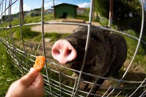 Funny close-up photo of feeding a pig with a carrot