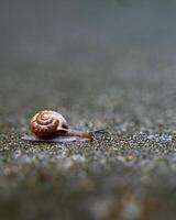 A small snail in shell crawling on road. Copy space photo