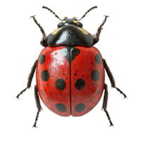 photorealistic 3D ladybug with glossy shell, showcasing vibrant red and black colors, highlighting its intricate details and textures png
