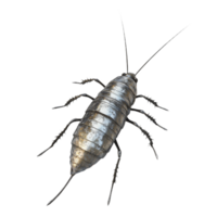 3D rendered silverfish with shimmering body, showcasing its elongated shape and fine details. This insect is often found in dark, damp areas, adding unique touch to any design png