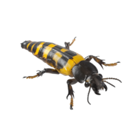 close up 3D render of rove beetle showcasing its striking black and yellow coloration. This detailed image highlights insect unique features and textures, evoking curiosity and fascination png