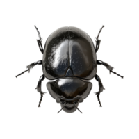 detailed 3D rendering of dung beetle showcasing its glossy black body and intricate features. This insect is known for its unique behavior of rolling balls of dung, symbolizing hard work and png