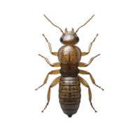 hyper realistic 3D termite with intricate body details, showcasing its segmented structure and fine textures. This highlights unique features of this fascinating insect png