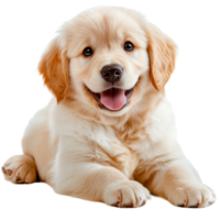 golden retriever puppy with fluffy coat, sitting happily and playfully. Its bright eyes and joyful expression convey sense of warmth and affection png