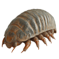 photorealistic 3D woodlouse curled into ball, showcasing its segmented body and detailed texture. This unique creature is often found in damp environments, adding to its intriguing nature png