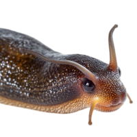 Slow-Moving Snail in a Natural Pose png