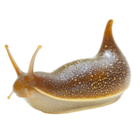 Detailed Snail with a Spiral Shell Isolated png