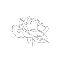 Single line rose illustration. Continuous line art drawing of flower on white background vector