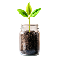 Green Plant Growing in Jar with Soil Isolated on png