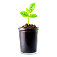 Fresh Green Plant Growing in Glass Jar with Soil Isolated Background png