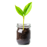 Fresh Green Plant Growing in Jar with Soil and Natural Light png