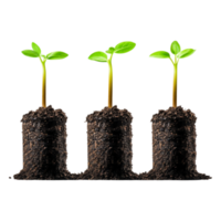 Fresh Green Sprouts Emerging from Rich Dark Soil in Rows png