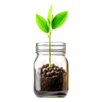 Fresh Green Plant Growing in Jar with Soil and Pebbles png