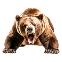 Fierce Grizzly Bear Roaring with Open Mouth and Sharp Teeth png