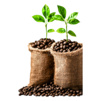 Coffee Plant Growth with Green Leaves in Burlap Sacks png