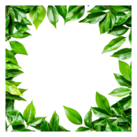 Fresh Green Leaves Frame Isolated on for Design png