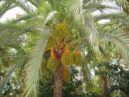 A close-up shot of a date palm tree with clusters of ripening dates. Tropical tree of the date palm. Agricultural significance. Concept of agriculture, nature, Middle Eastern culture photo