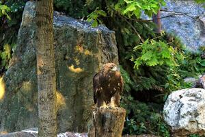 Golden eagle perched on a tree stump, amidst a backdrop of lush greenery and rugged rocks. Aquila chrysaetos eagle on mountain hunting. Concept of raw power and untamed wilderness. Wildlife and nature photo