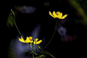 Yellow cosmos flowers in the dark photo