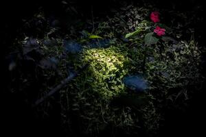 A flower is in the dark photo