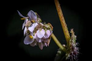 A close up of a flower with a dark background photo