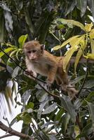 A monkey is climbing a tree branch with leaves photo