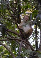 A monkey sitting in a tree with leaves on it photo
