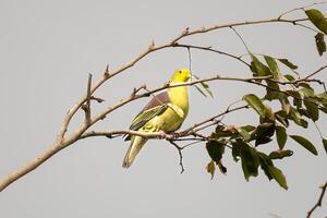 A bird sitting on a tree branch with leaves photo