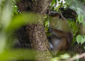 A monkey sitting in a tree eating a banana photo