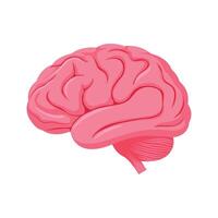human brain illustration in flat style. The human brain on a white background. vector