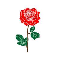 Detailed hand drawn red rose flower with leaves and stem on a white background vector