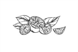 Monochrome half, sliced citrus with leaves realistic graphic illustration painted by black inks. Lime, lemon fruit botanical food sketch for menu, cocktail party, for the design of postcards vector