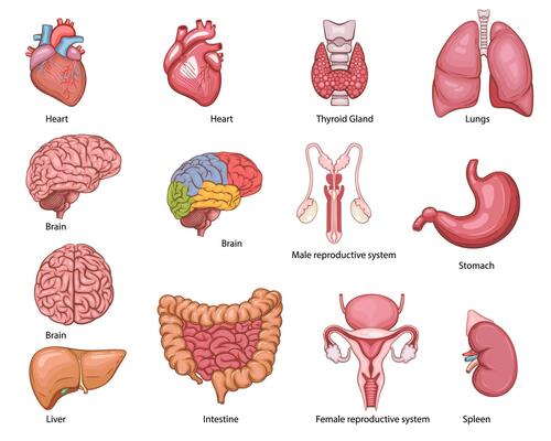 Human internal organs. Anatomical Illustration. Science, medicine, biology education. Anatomical structure for medical info learning