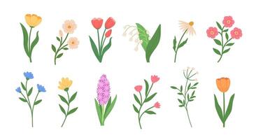 Set of spring wild flowers illustrations. Tulip, hyacinth, chamomile, mallow, cornflower in Hand draw style vector