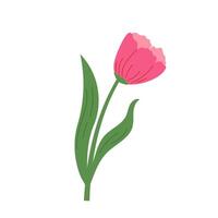 Hand draw red tulip illustration. Spring blossom flower vector