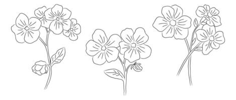 Set of Forget me not flower line art illustrations. Myosotis monochrome hand drawn black ink sketch isolated on white background. vector