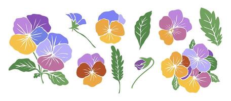 Pansies flowers and leaves illustration isolated on white background vector