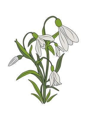 Snowdrop flower line art illustration, January birth month flower sketch drawing
