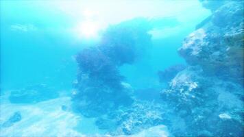 An underwater view of a coral reef in the ocean video